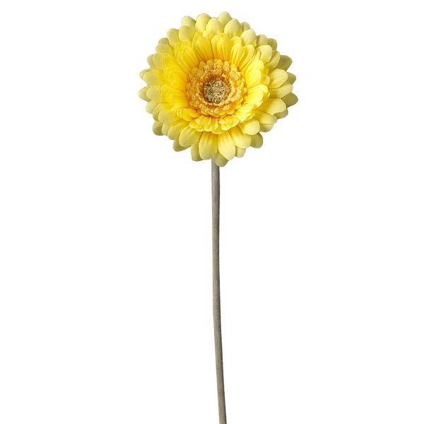 Gerbera