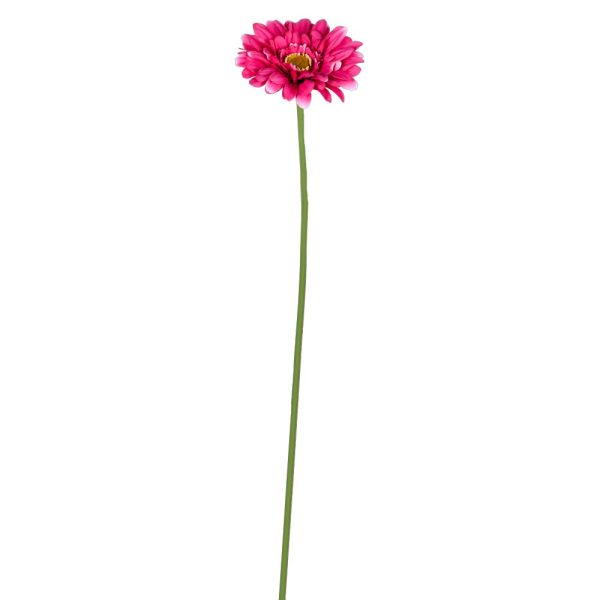 Gerbera blomma naturell