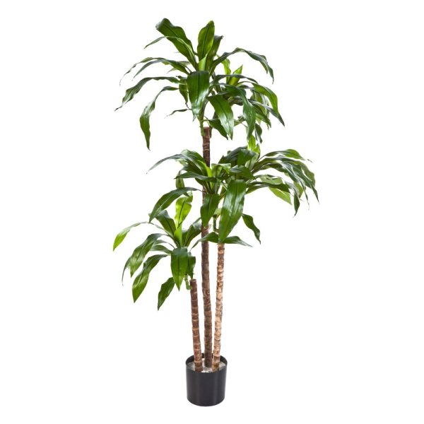 Dracena träd i kruka