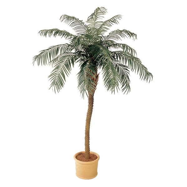 Palm Phoenix de Luxe