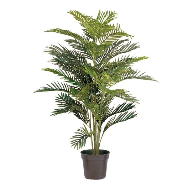 Palm Areca