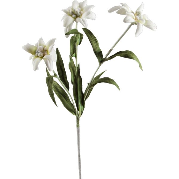 Edelweiss Blomma x3